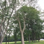 IMG_0360