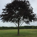 IMG_0371