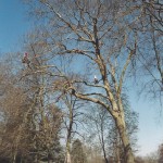 elagage-acrobatique-2